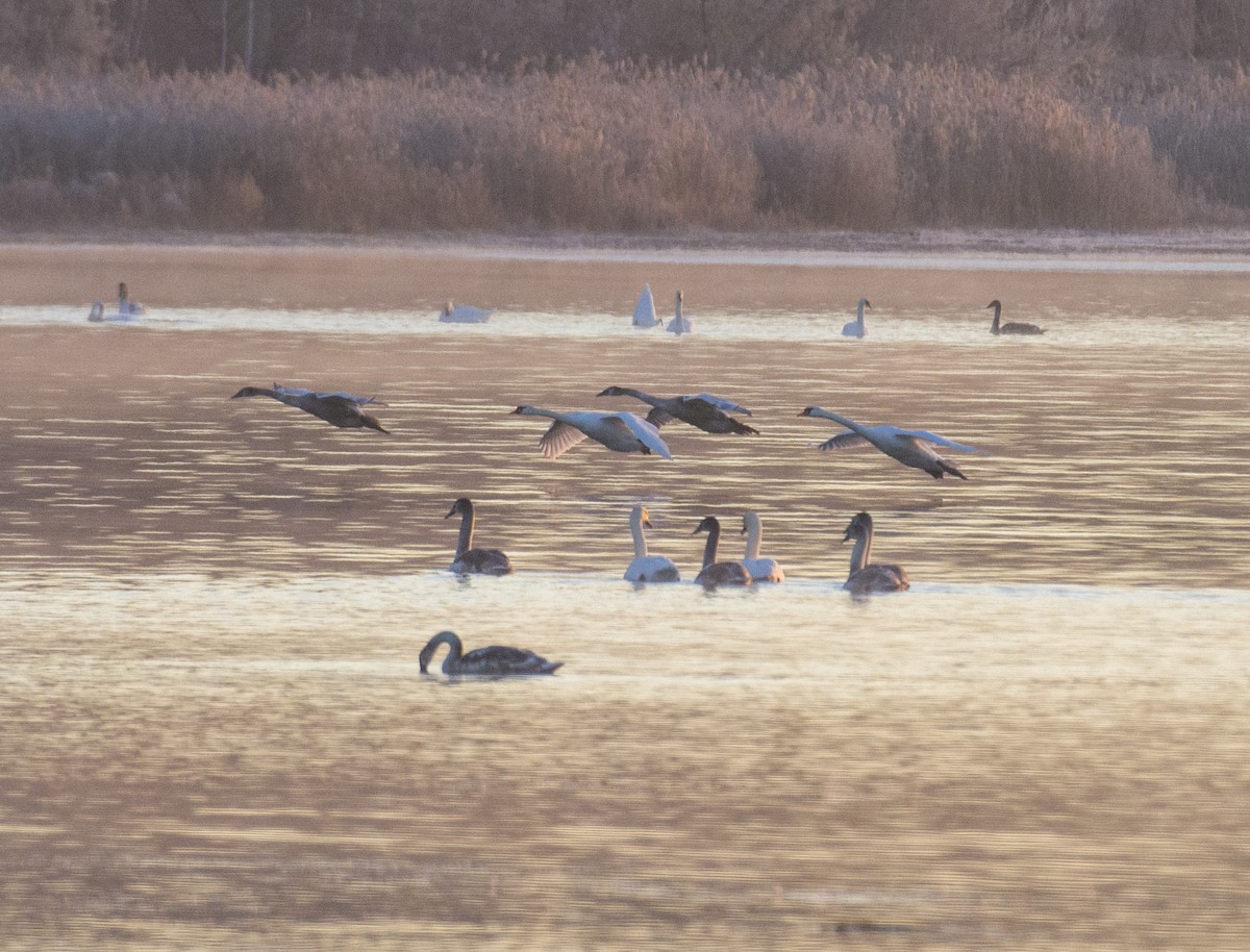 疣鼻天鵝 - ML610767318