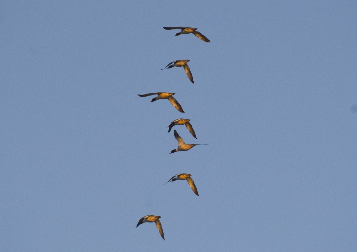 川秋沙 - ML610767320