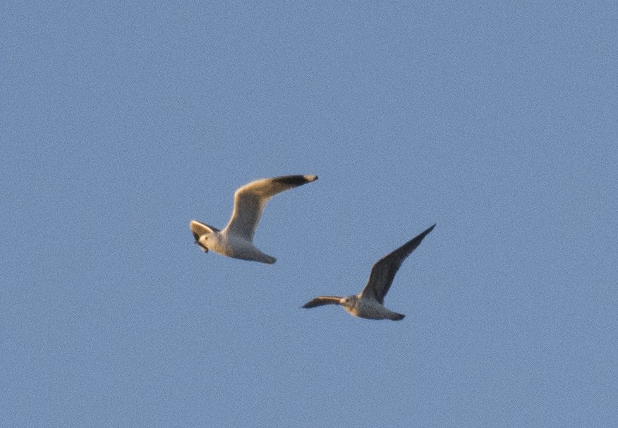 小黑背鷗 - ML610767331