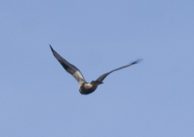 毛足鵟 - ML610767333