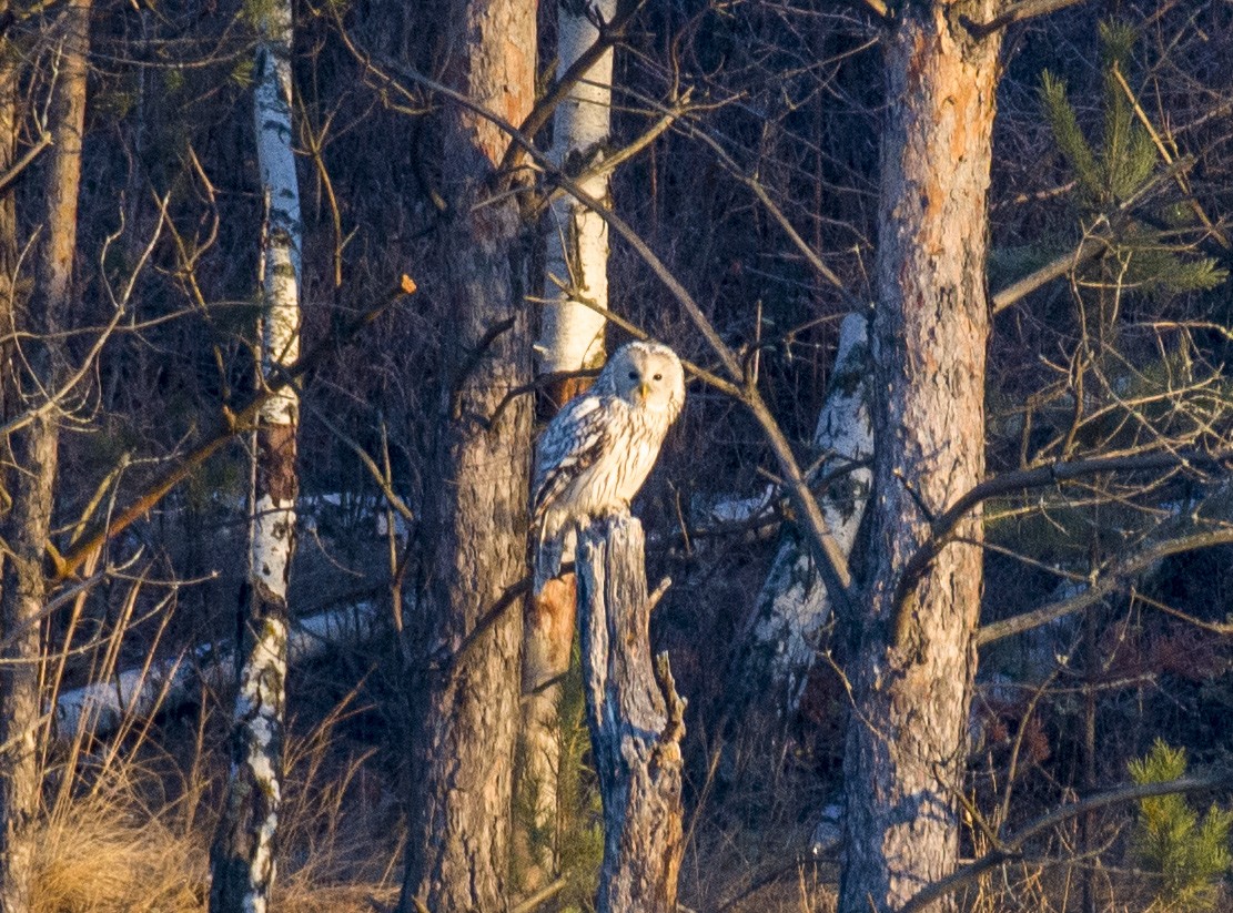 Ural Owl - ML610767337