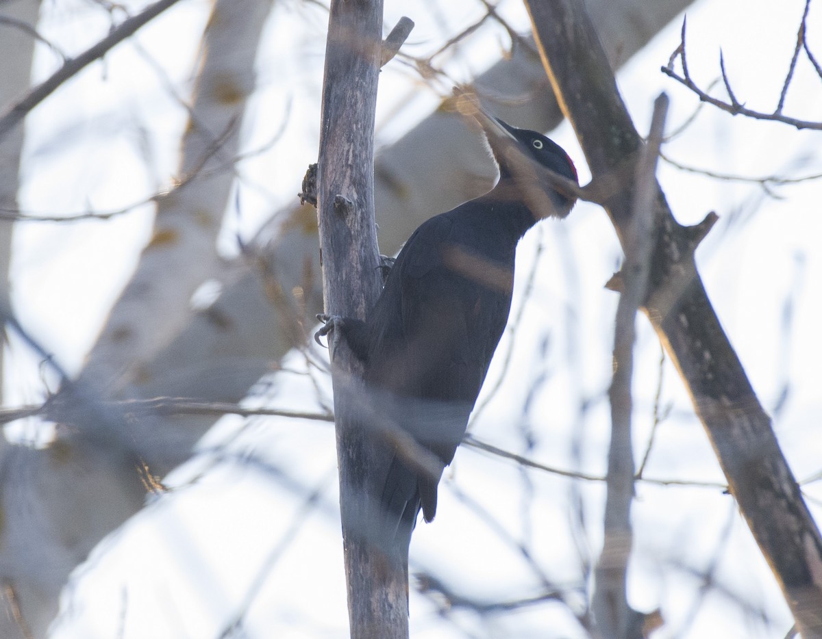 Black Woodpecker - ML610767338