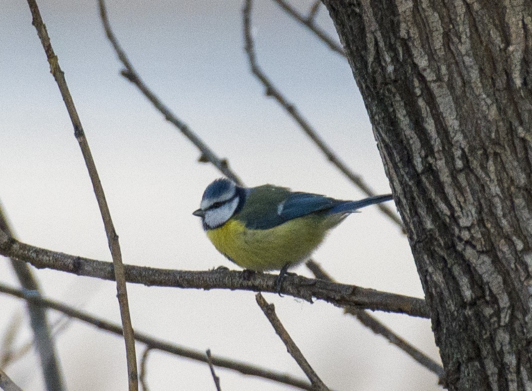 Eurasian Blue Tit - ML610767342