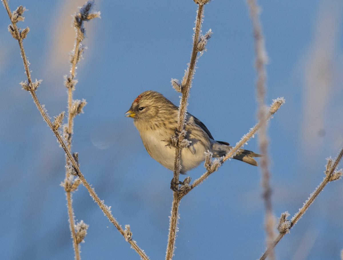普通朱頂雀(flammea/rostrata/islandica) - ML610767345