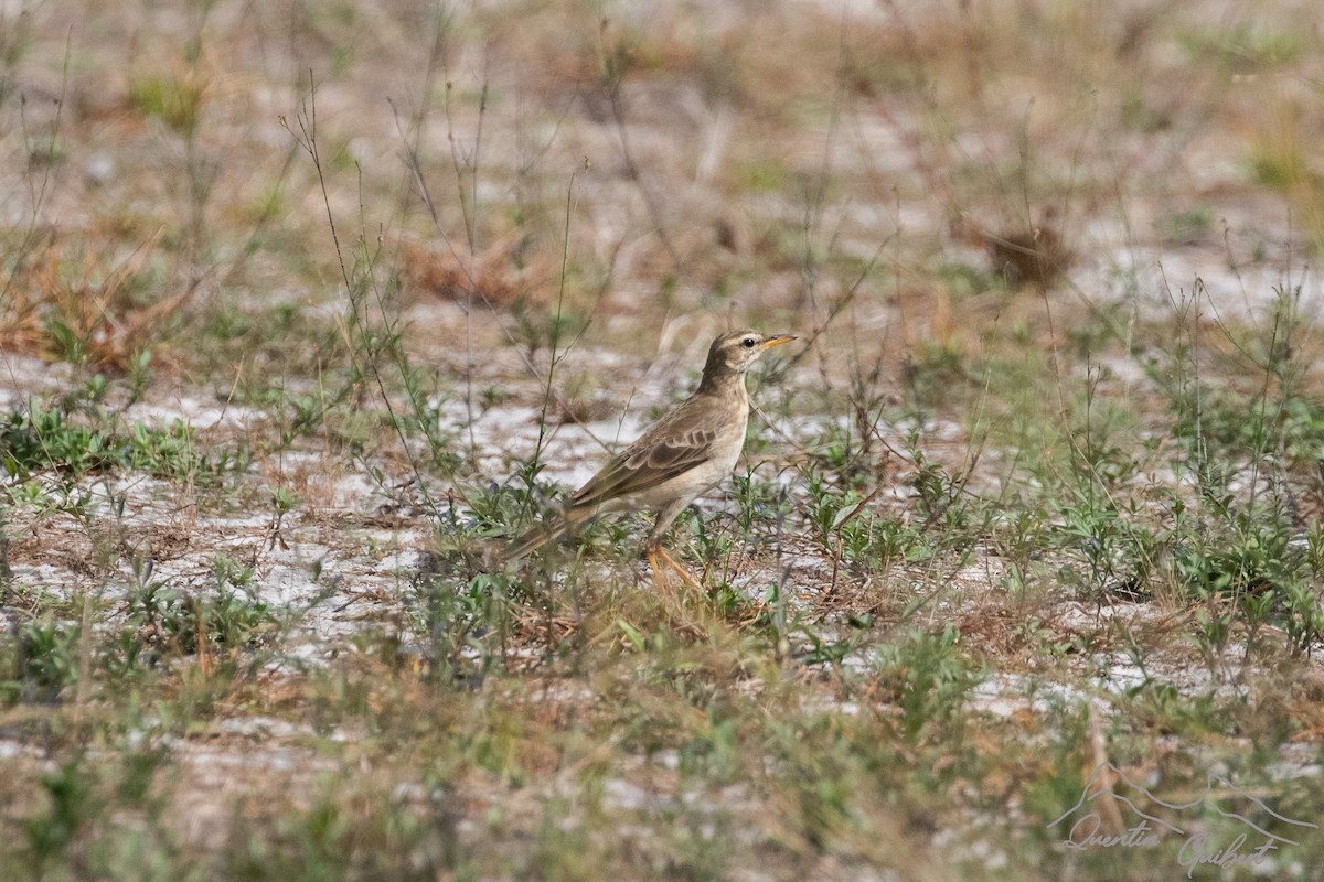 Pipit à longues pattes - ML610767350