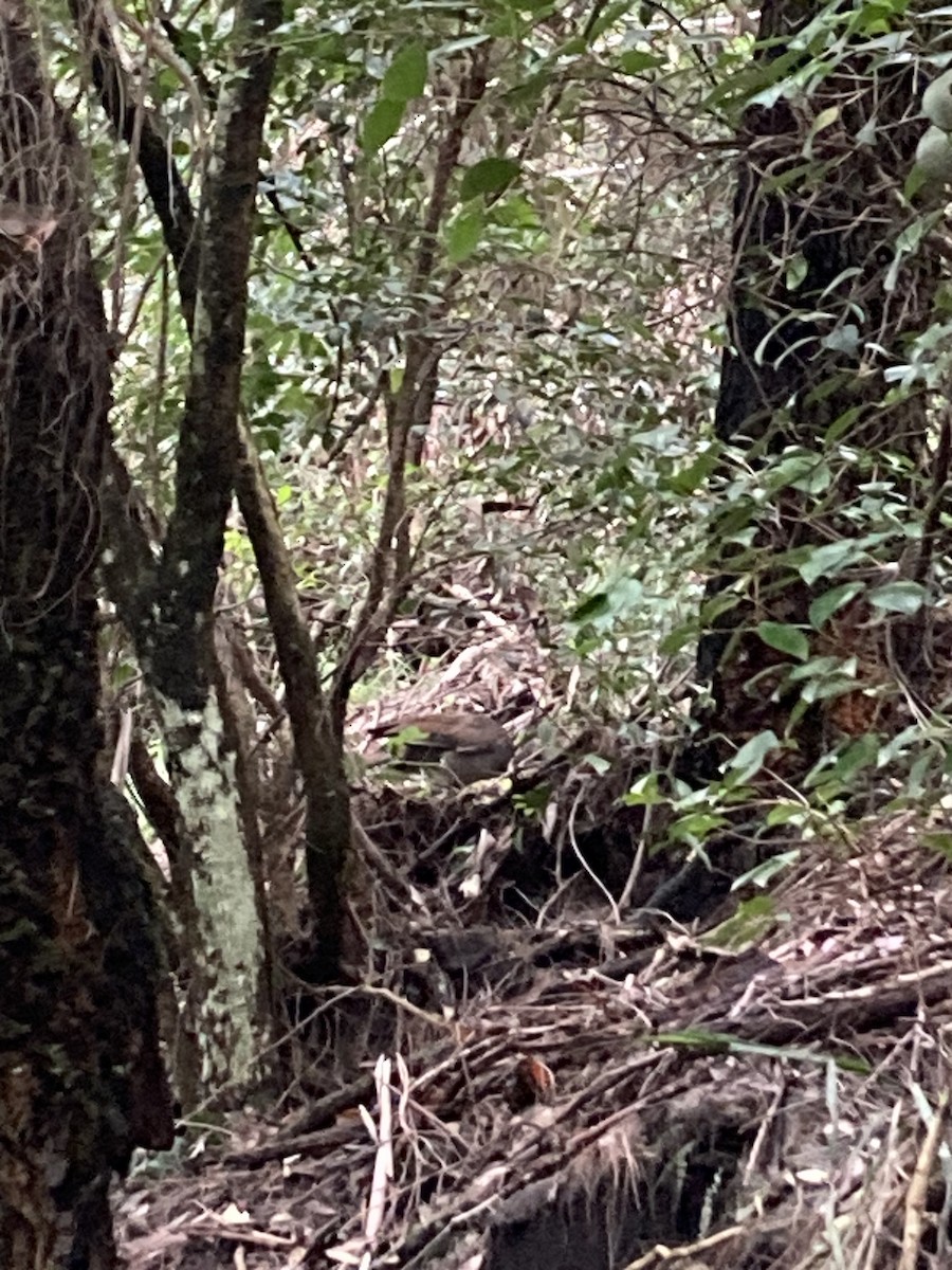 Superb Lyrebird - ML610767389