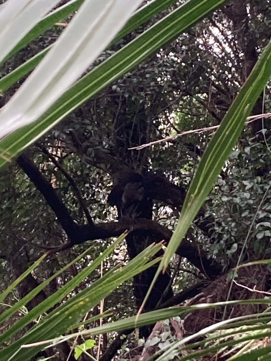 Superb Lyrebird - ML610767390