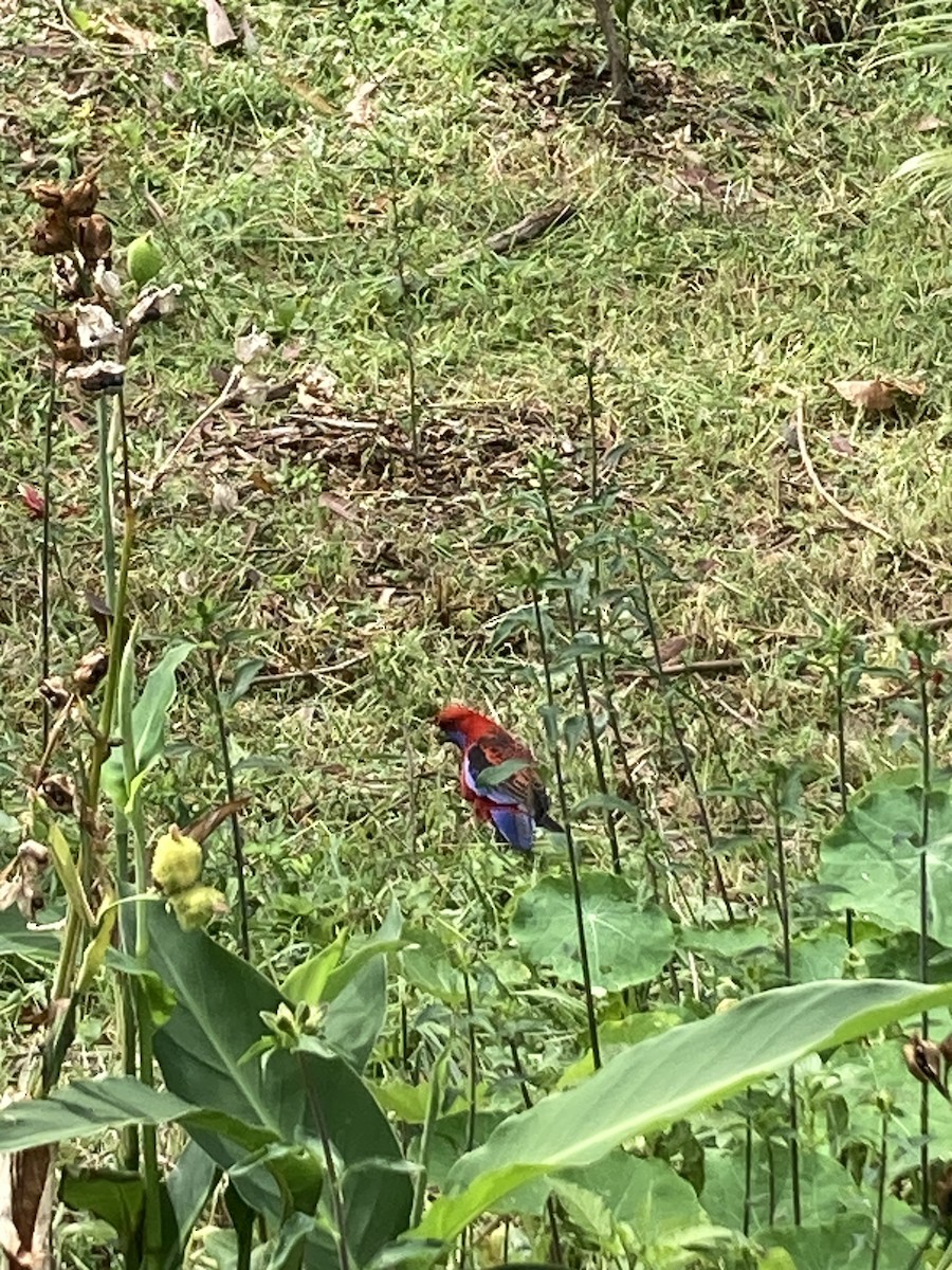 Crimson Rosella - ML610767400