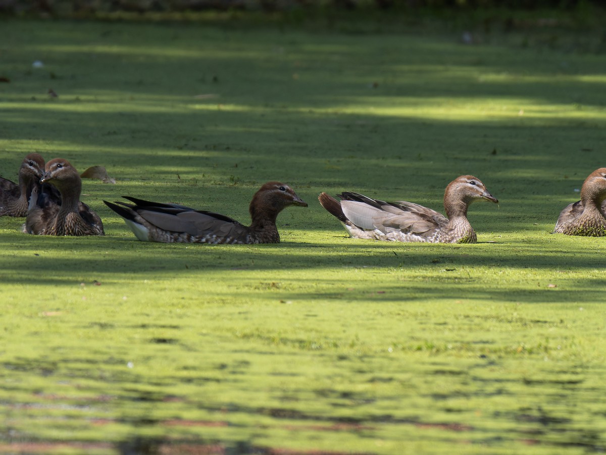 Maned Duck - ML610767433