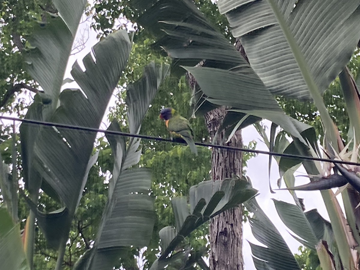 Rainbow Lorikeet - ML610767499