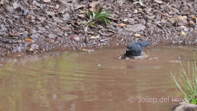 Black Flowerpiercer - ML610767596