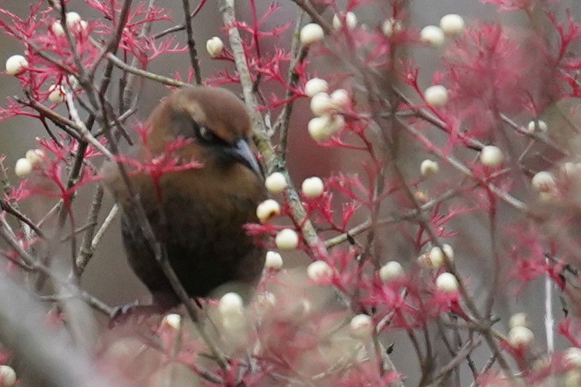 Rusty Blackbird - ML610767616