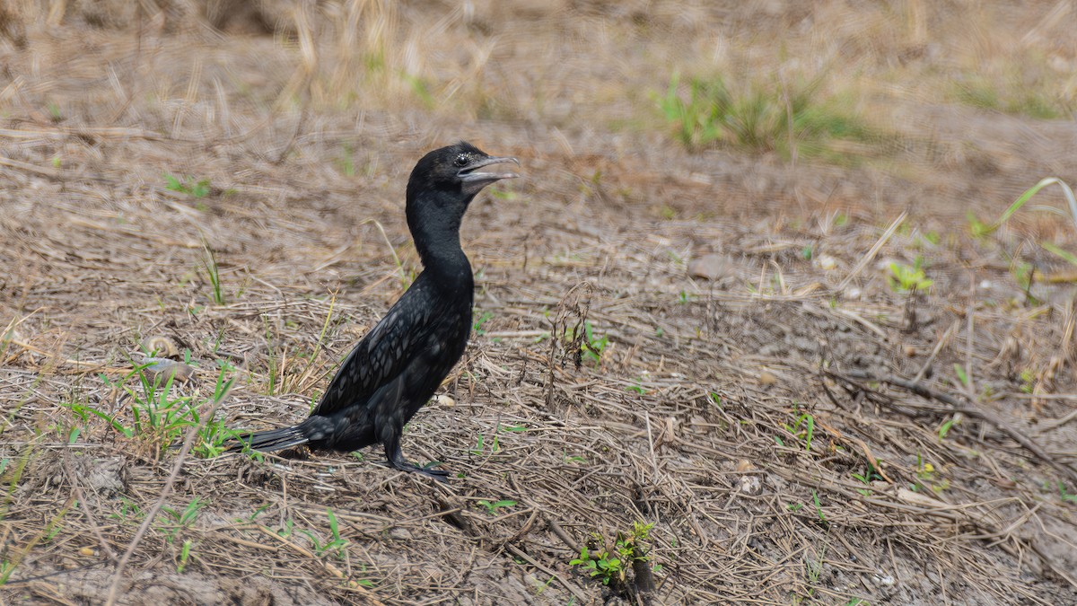 Little Cormorant - ML610767684