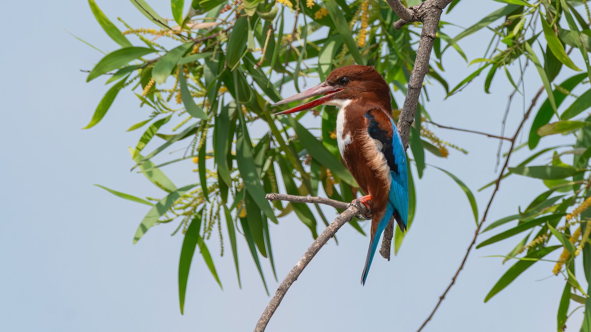 White-throated Kingfisher - ML610767685