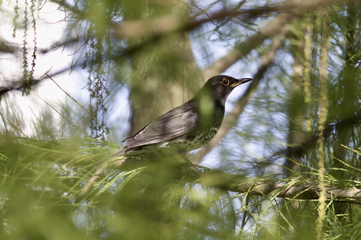 Japanese Thrush - ML610767749