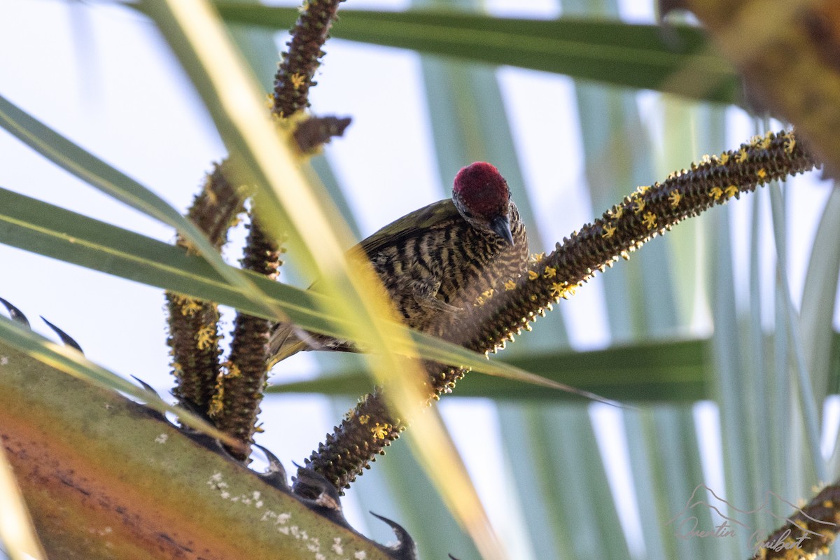 Green-backed Woodpecker (Plain-backed) - ML610767799