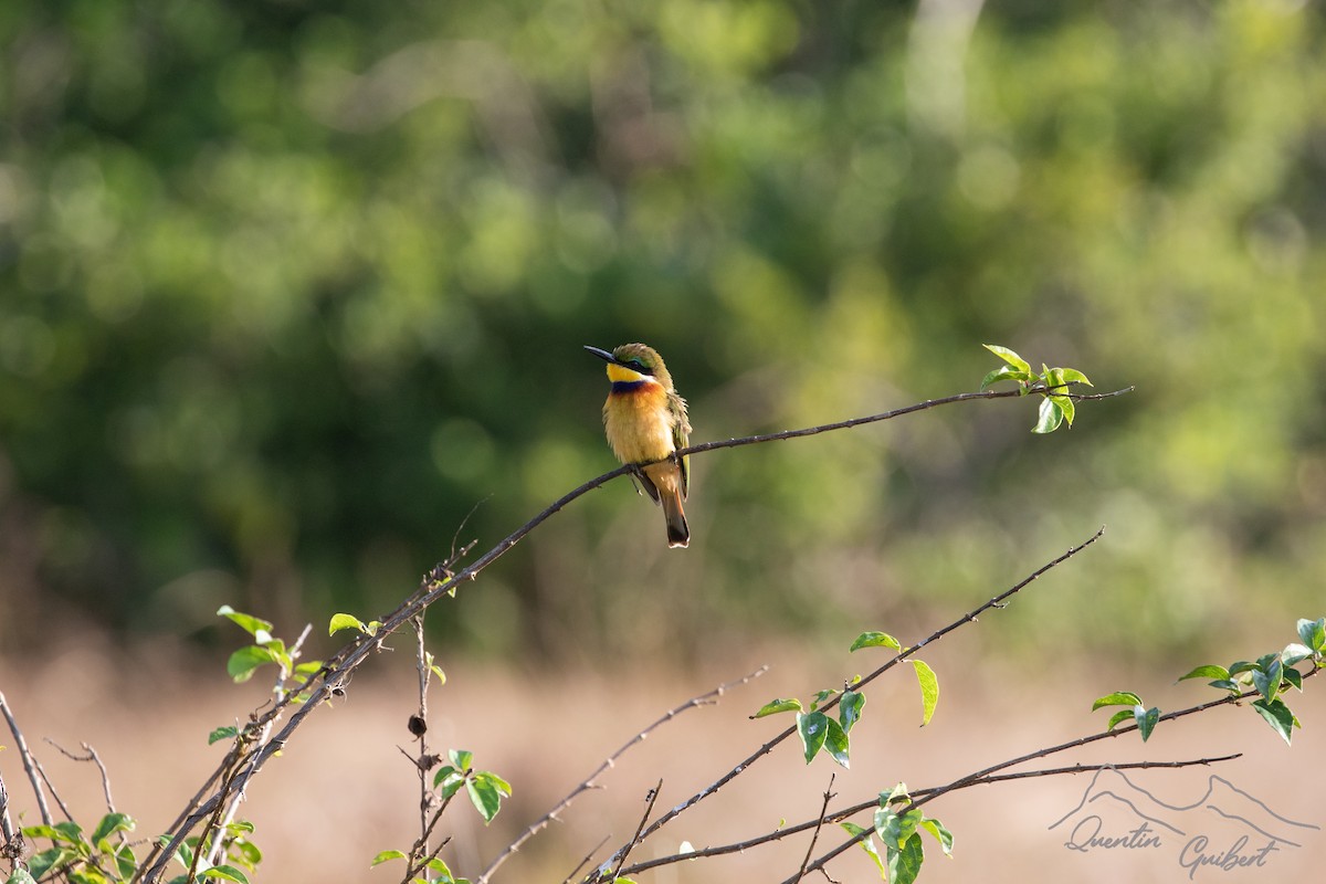 Blue-breasted Bee-eater - ML610767804