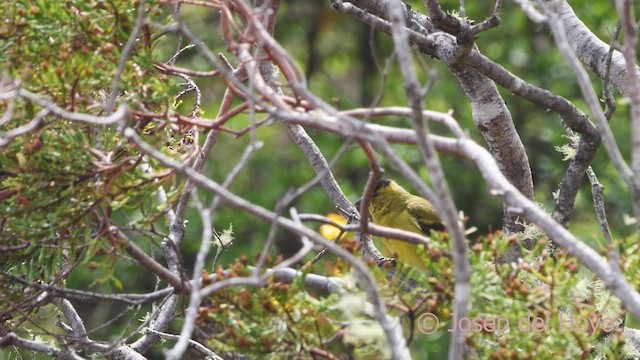 Andean Siskin - ML610767810