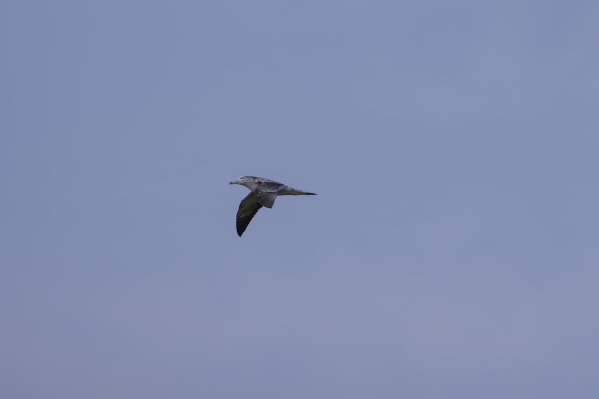 Streaked Shearwater - ML610767821