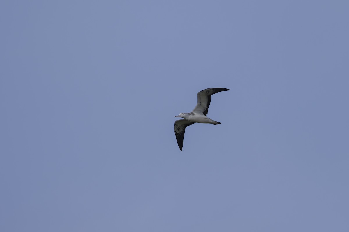 Streaked Shearwater - ML610767825