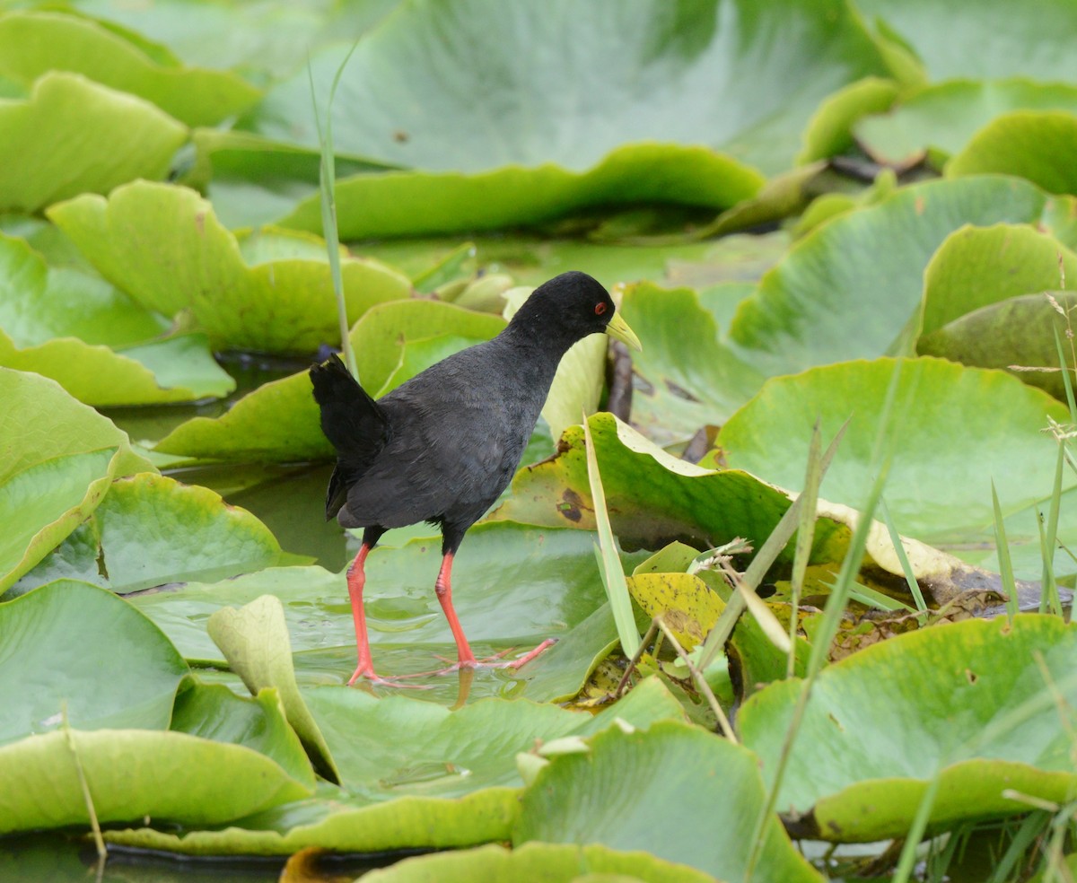 Polluela Negra Africana - ML610767842