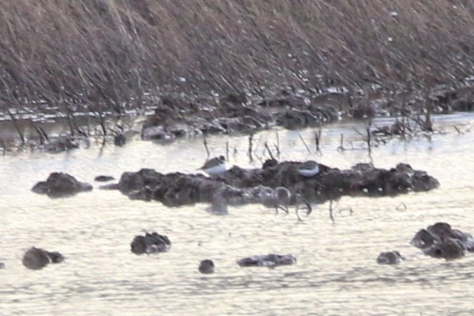 Common Ringed Plover - ML610767882