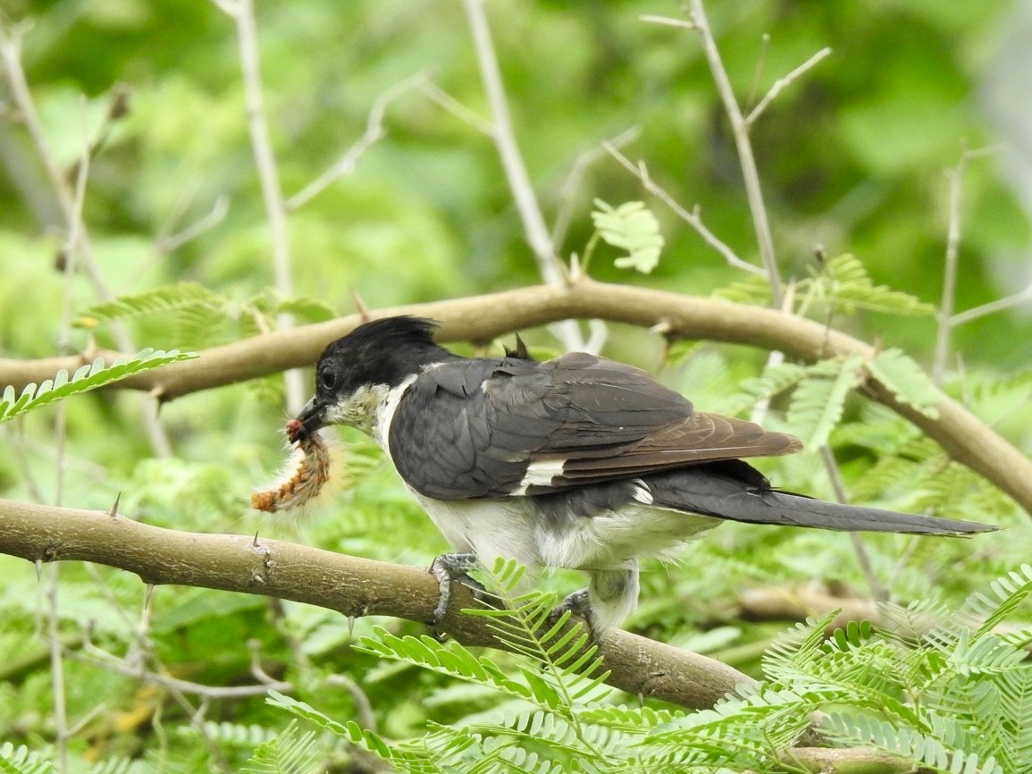 Pied Cuckoo - ML610767884