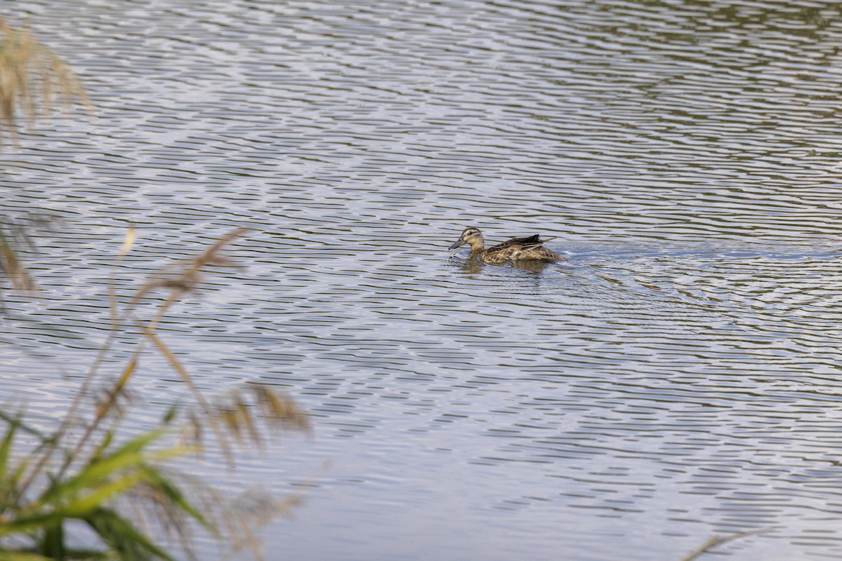 Garganey - ML610767890