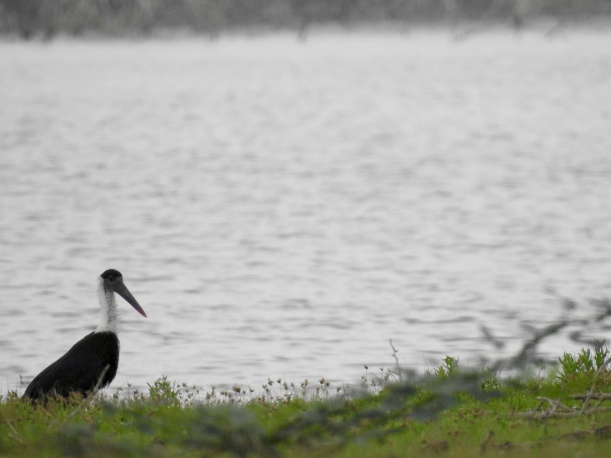 Asian Woolly-necked Stork - ML610767953