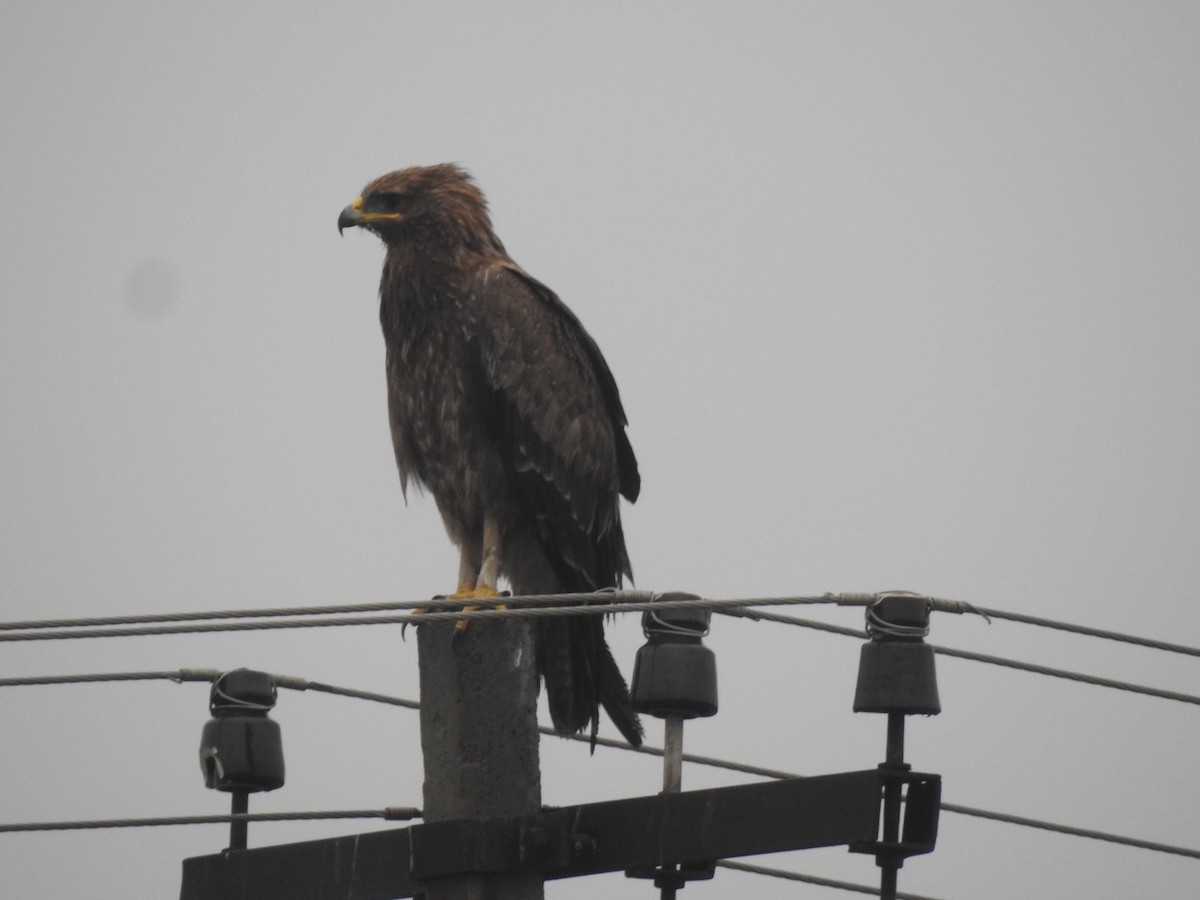 Indian Spotted Eagle - ML610767972