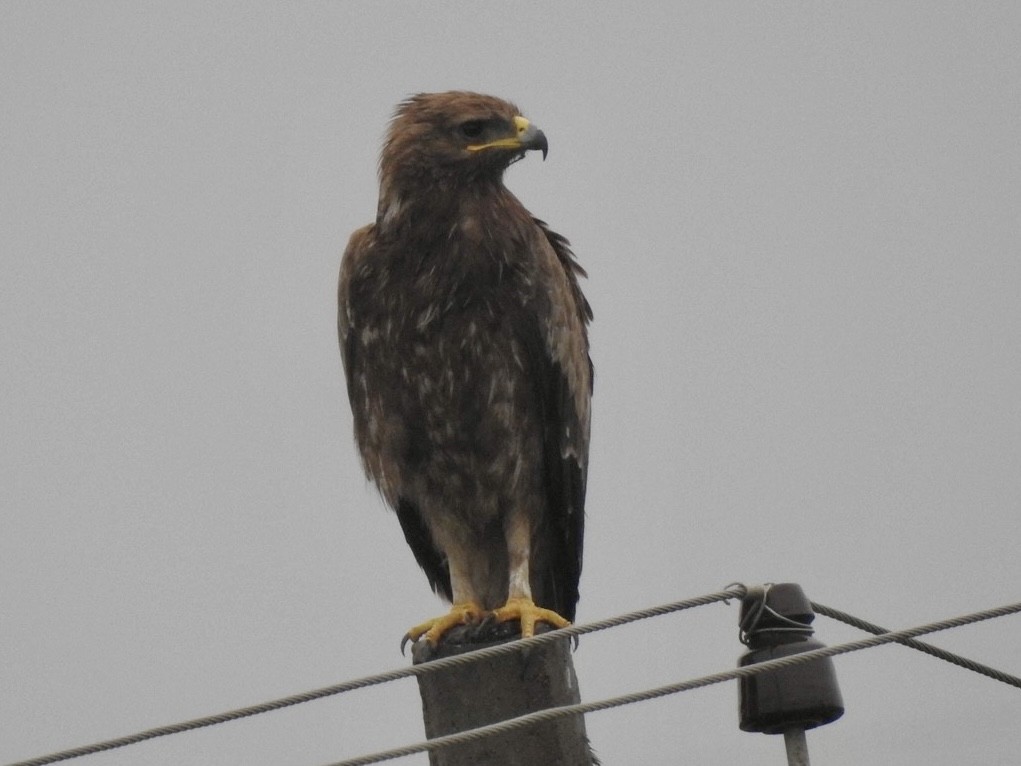 Indian Spotted Eagle - ML610767973