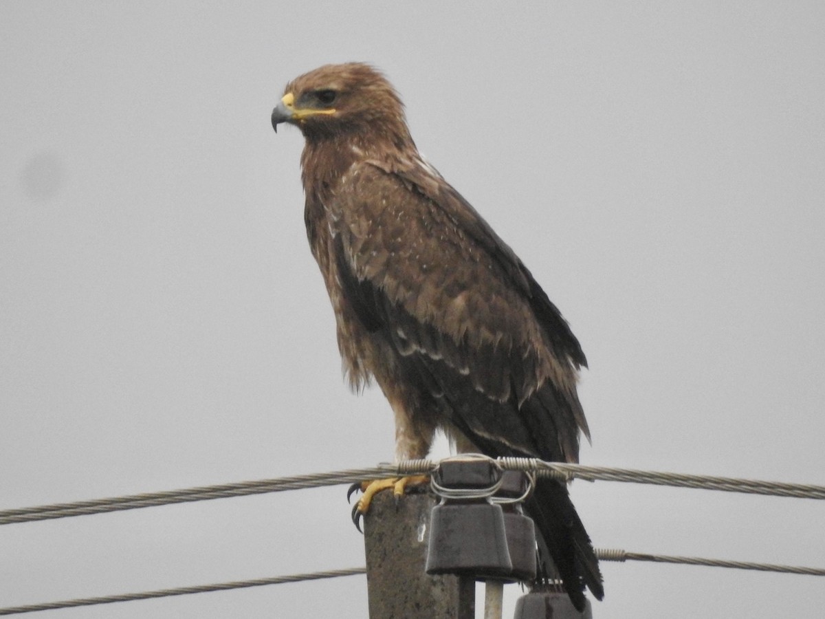 Indian Spotted Eagle - ML610767974