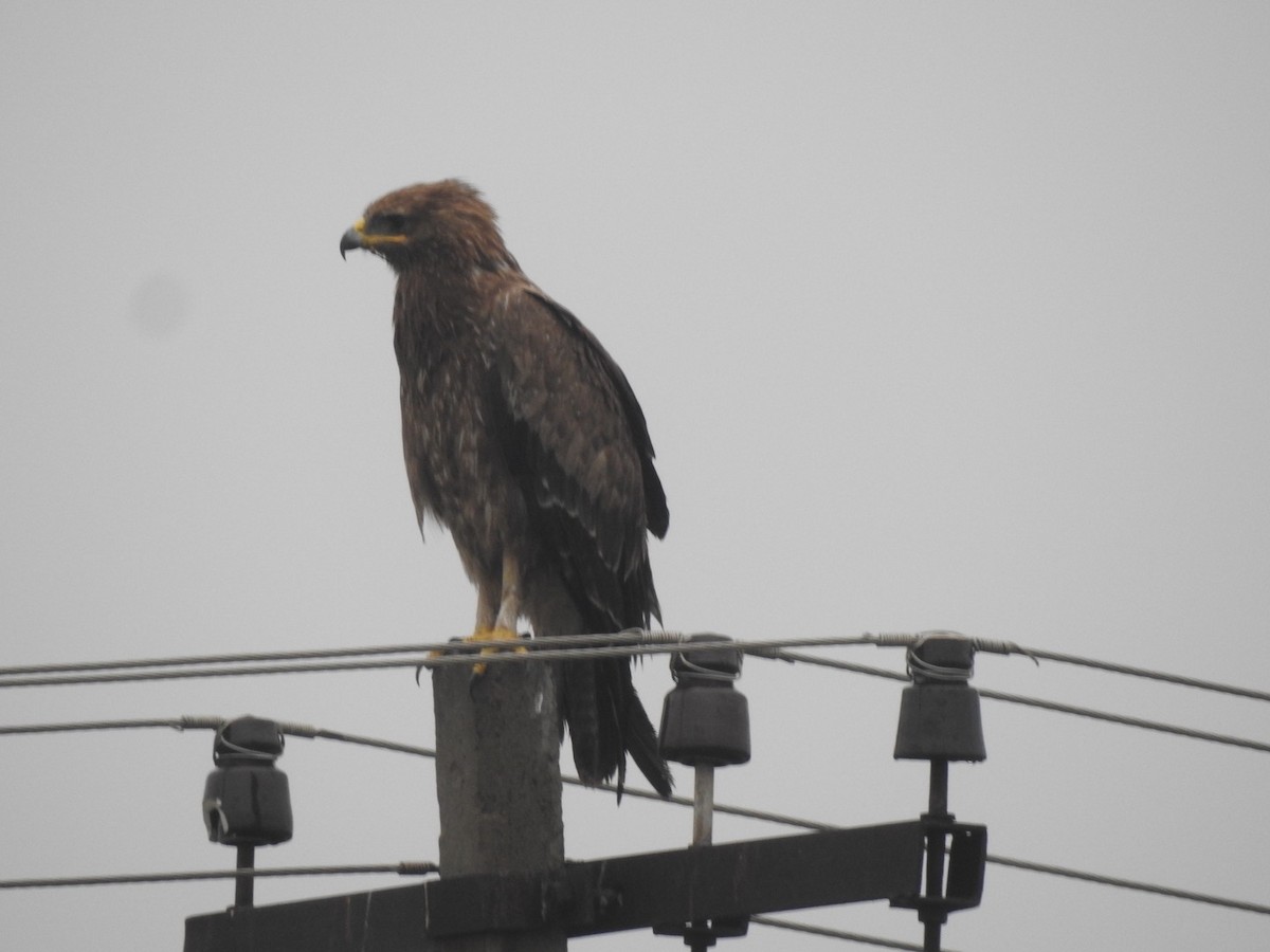 Indian Spotted Eagle - ML610767975