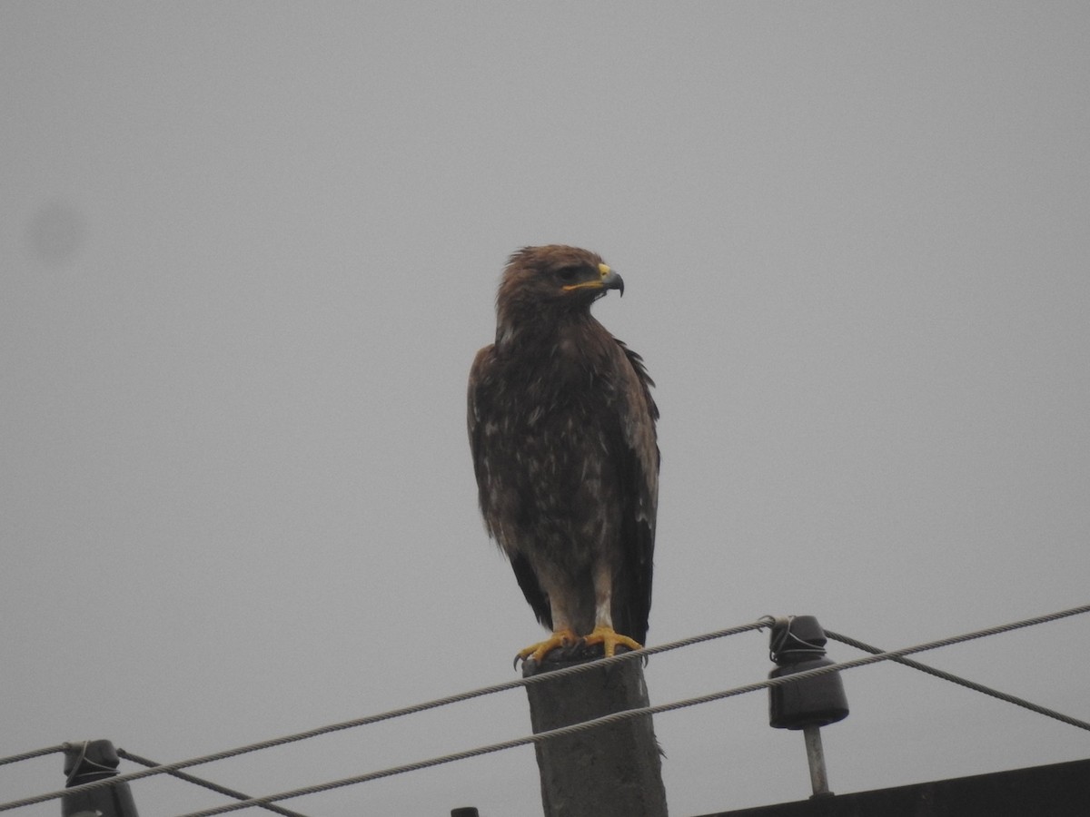Indian Spotted Eagle - ML610767976