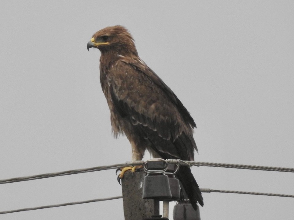 Indian Spotted Eagle - ML610767977