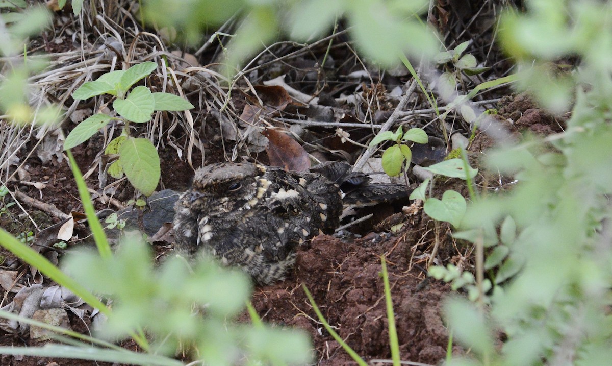 Montane Nightjar - Bertina K