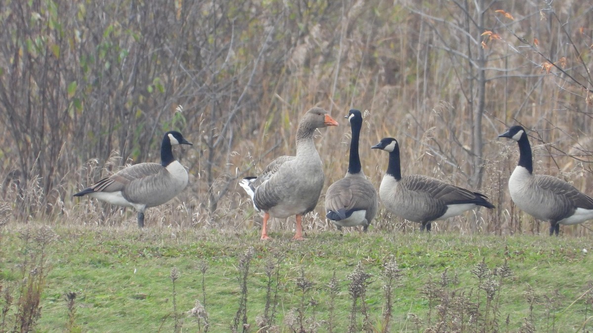 Domestic goose sp. (Domestic type) - ML610768018