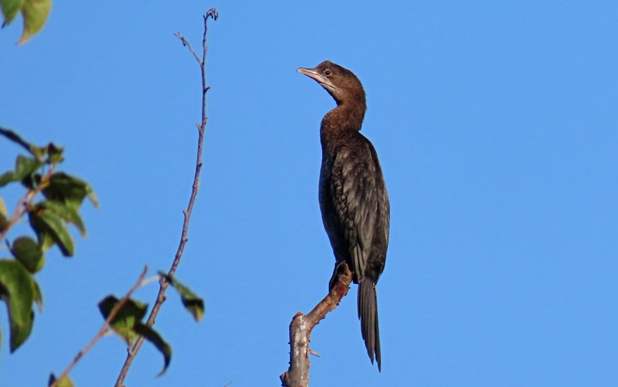 Pygmy Cormorant - Andrea Nicoli