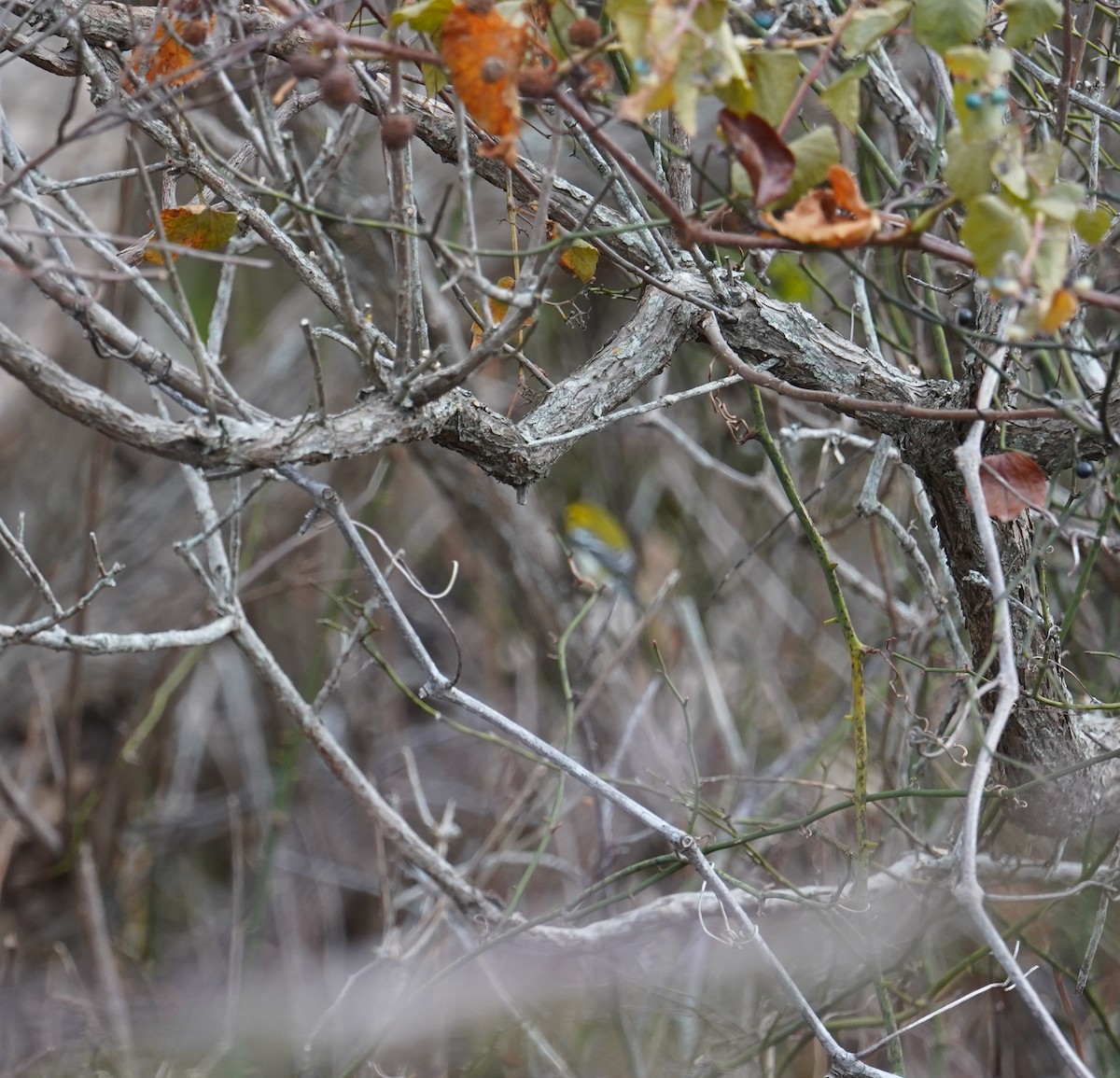 Black-throated Green Warbler - ML610768150