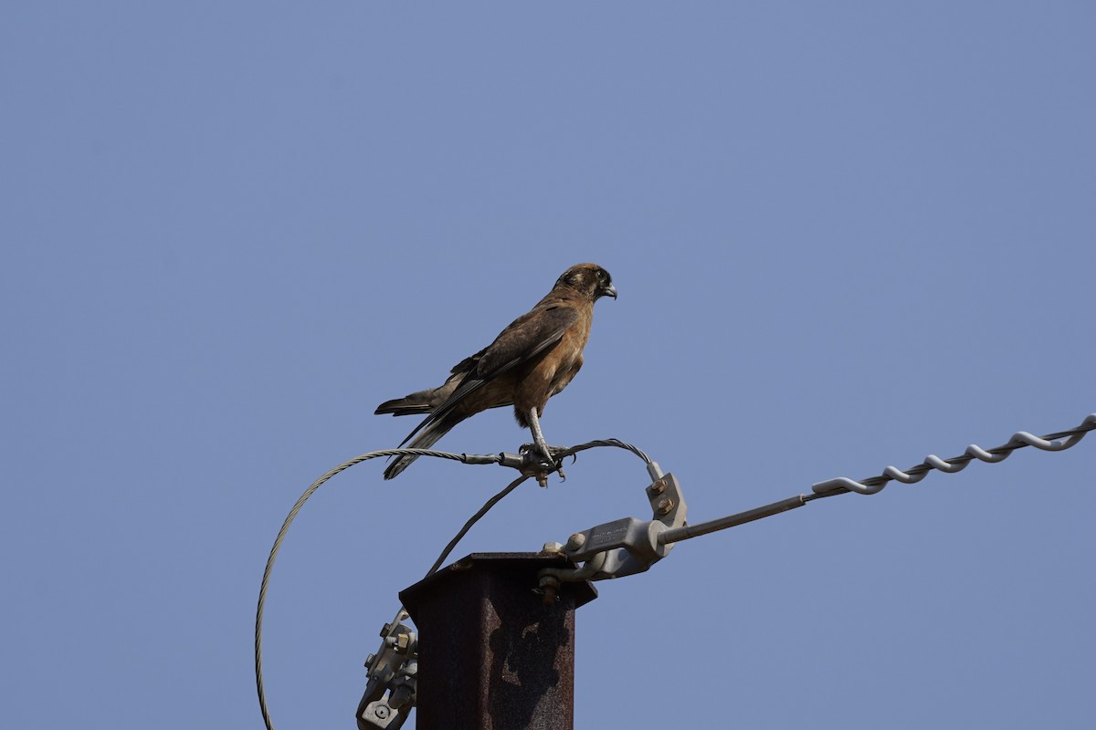 Brown Falcon - Megan Moody