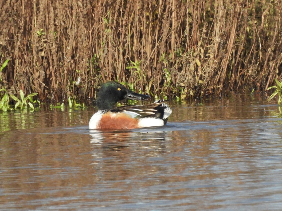 Northern Shoveler - ML610768223