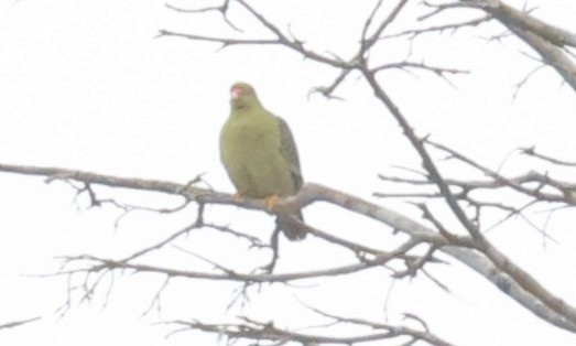 African Green-Pigeon - ML610768595