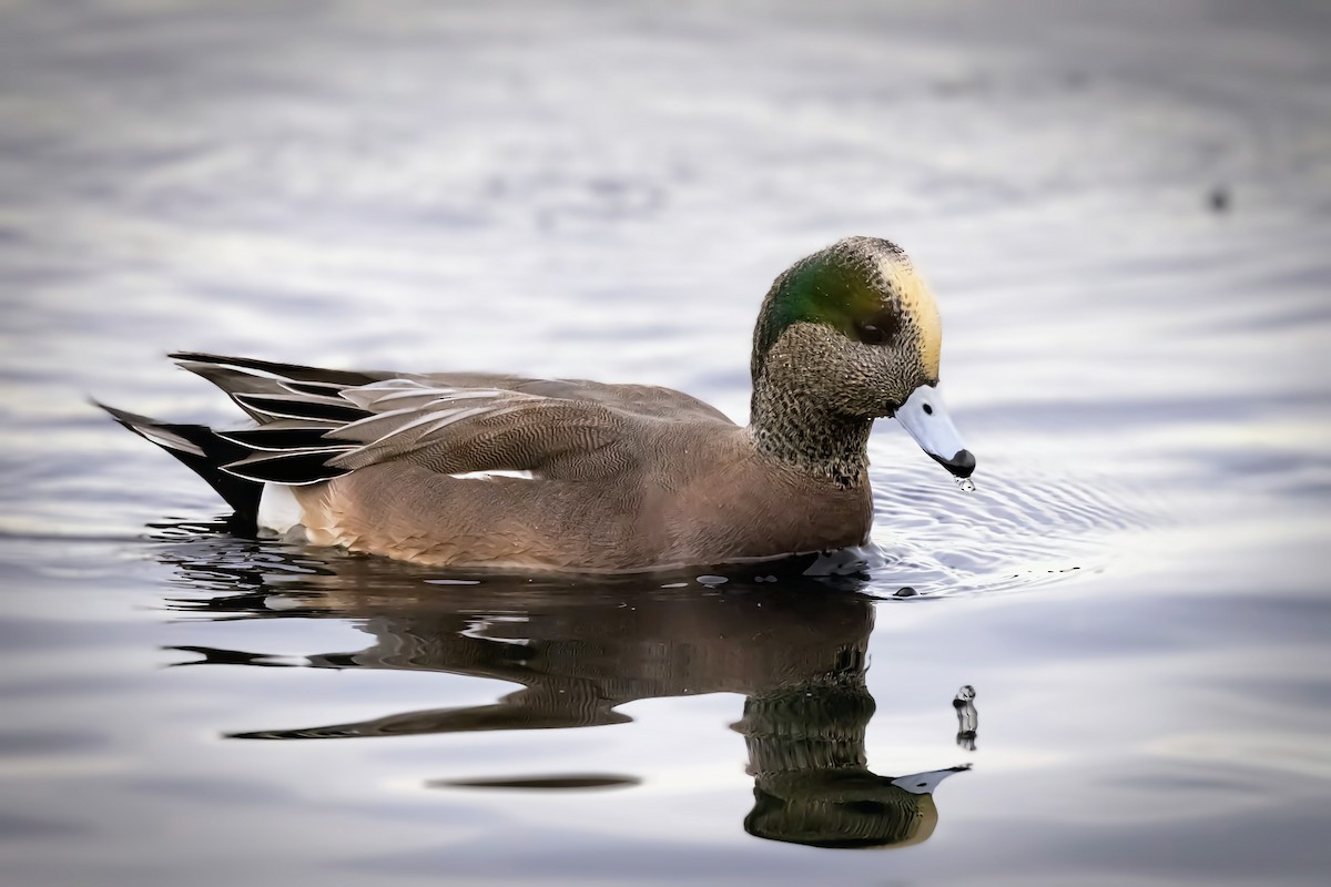 American Wigeon - Niraj  Jobanputra