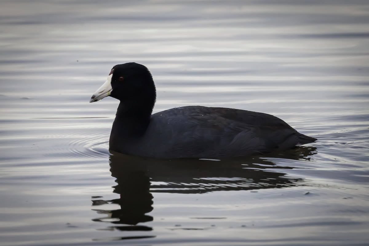 American Coot - Niraj  Jobanputra