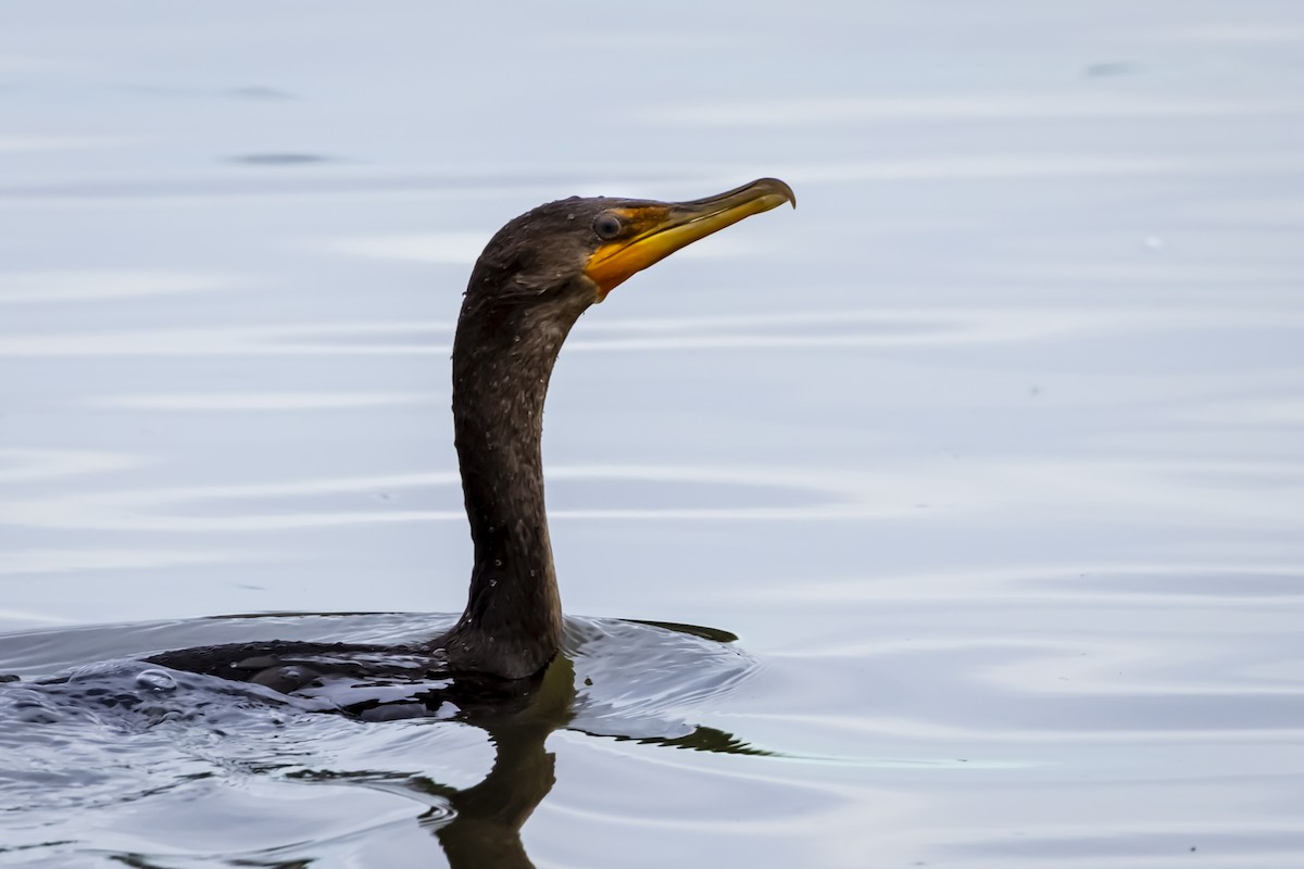 Double-crested Cormorant - Niraj  Jobanputra