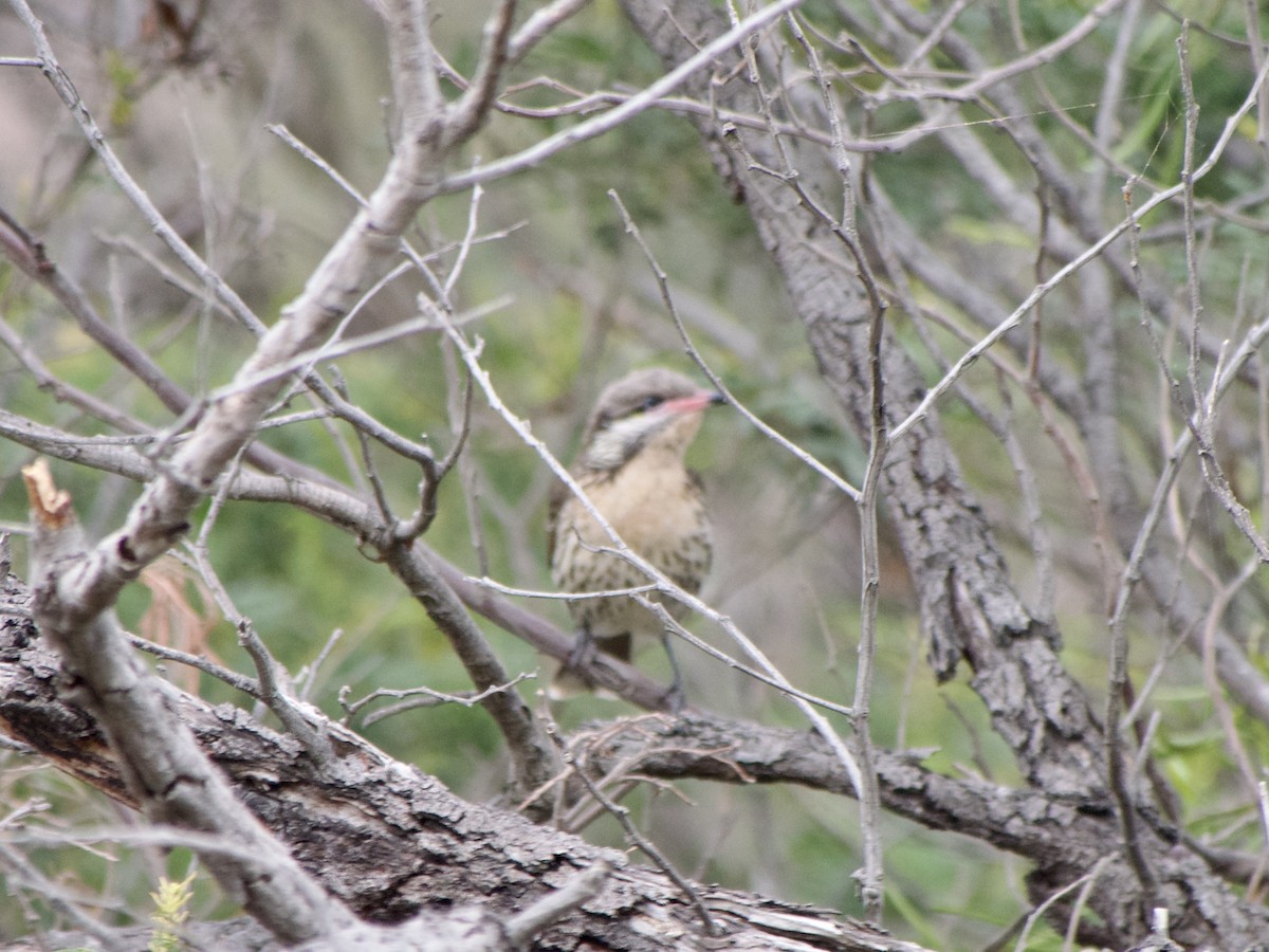 Spiny-cheeked Honeyeater - ML610768782