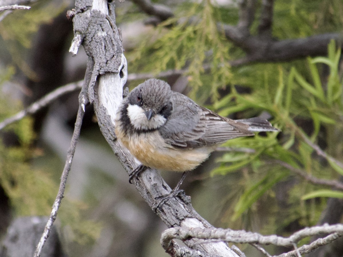 Rufous Whistler - ML610768790