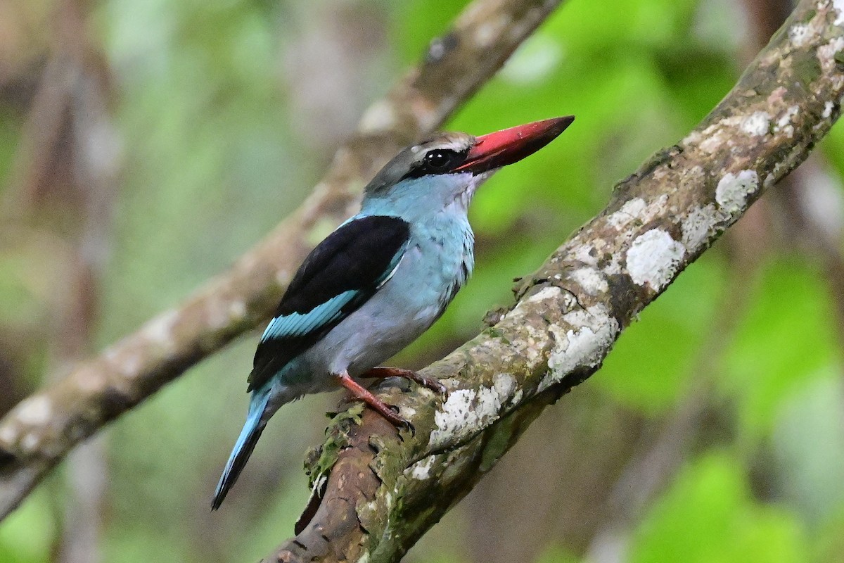 Blue-breasted Kingfisher - ML610768833