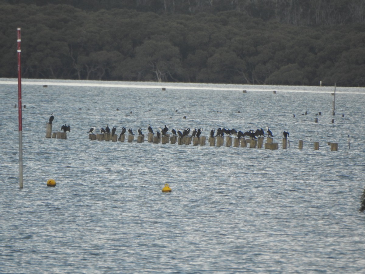 Pied Cormorant - ML610768880