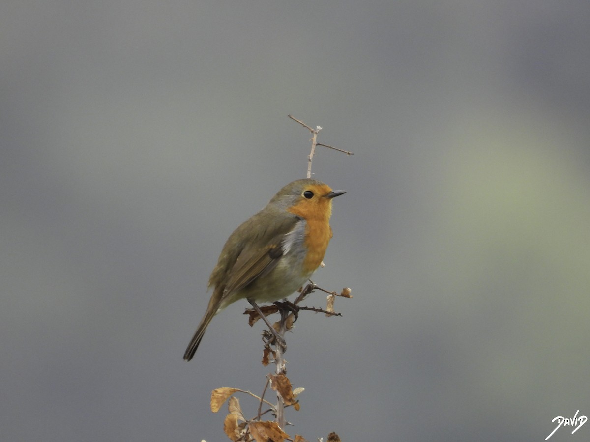 European Robin - ML610768907